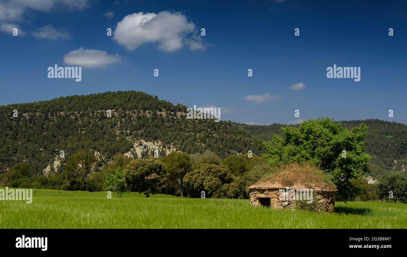 Dry stone hut among the green fields of Pla de Masroig in spring (Bages, Barcelona, Catalonia, Spain) ESP: Chozo de piedra seca entre campos verdes Stock Photo