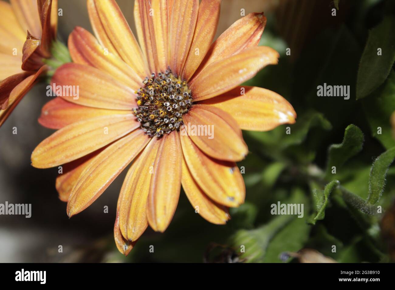 Yellow daisy flowers on green background photography. Stock Photo