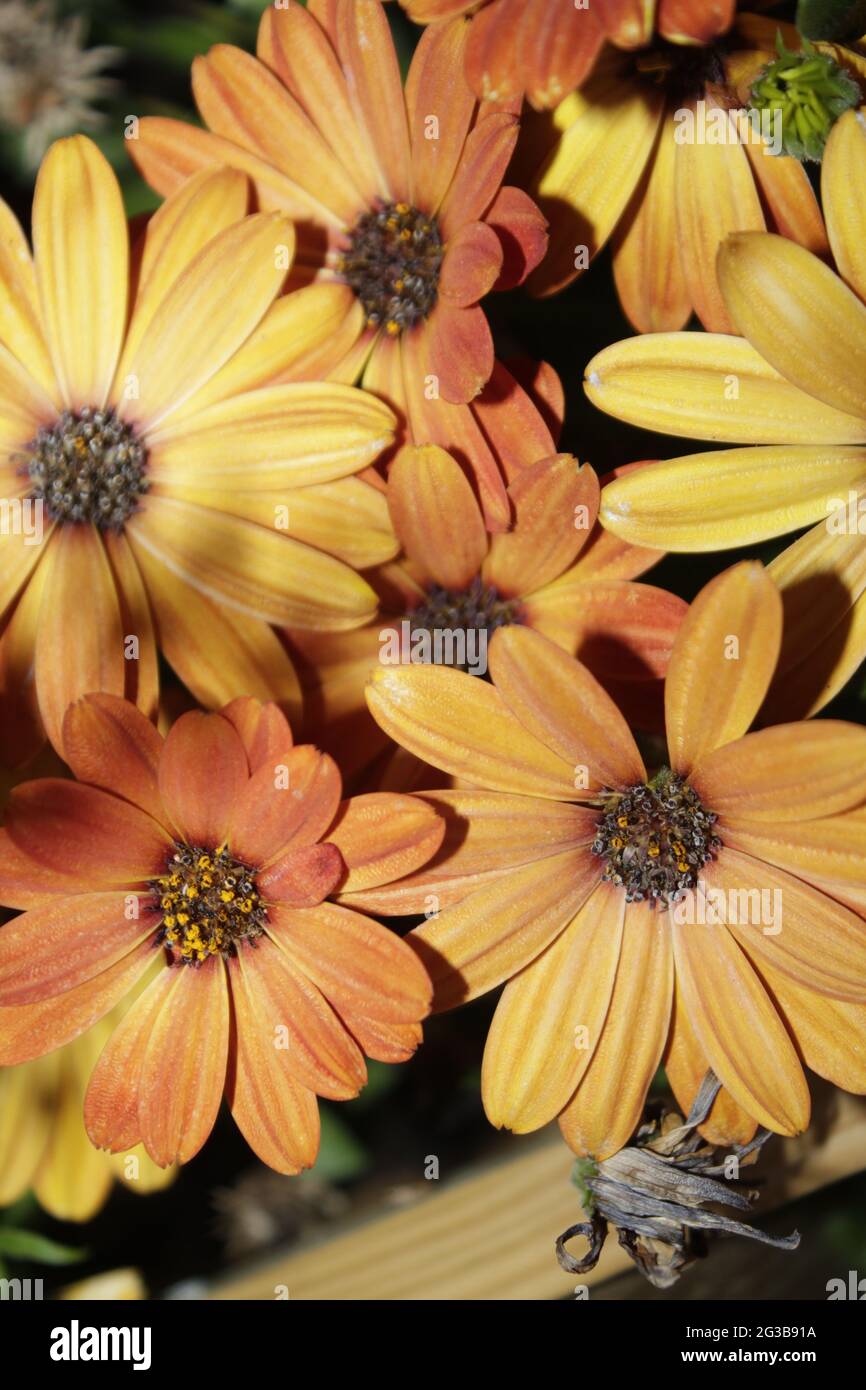 Yellow daisy flowers on green background photography. Stock Photo