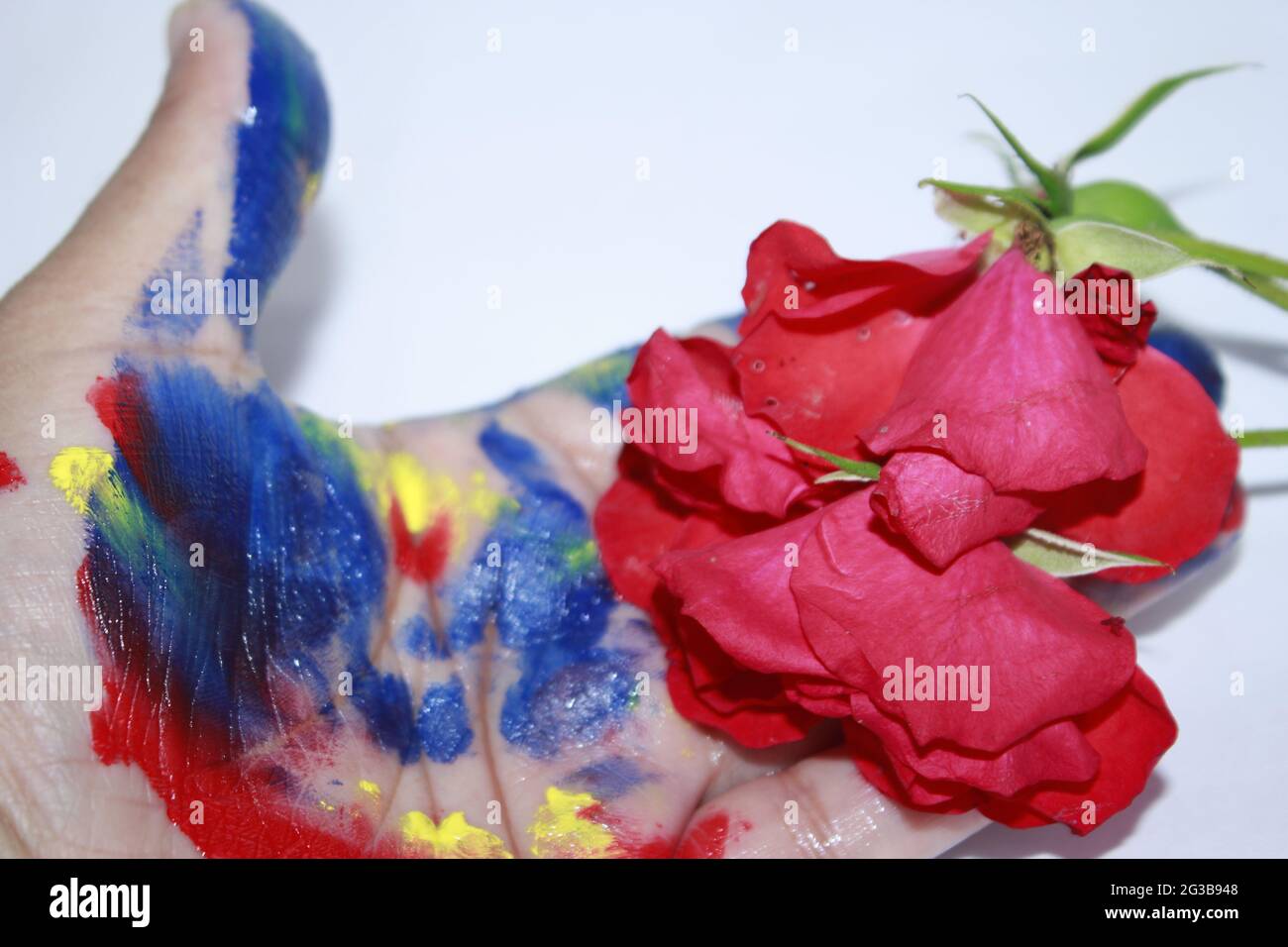 Red Rose's Petals and Lady colorful hand on white background. Stock Photo