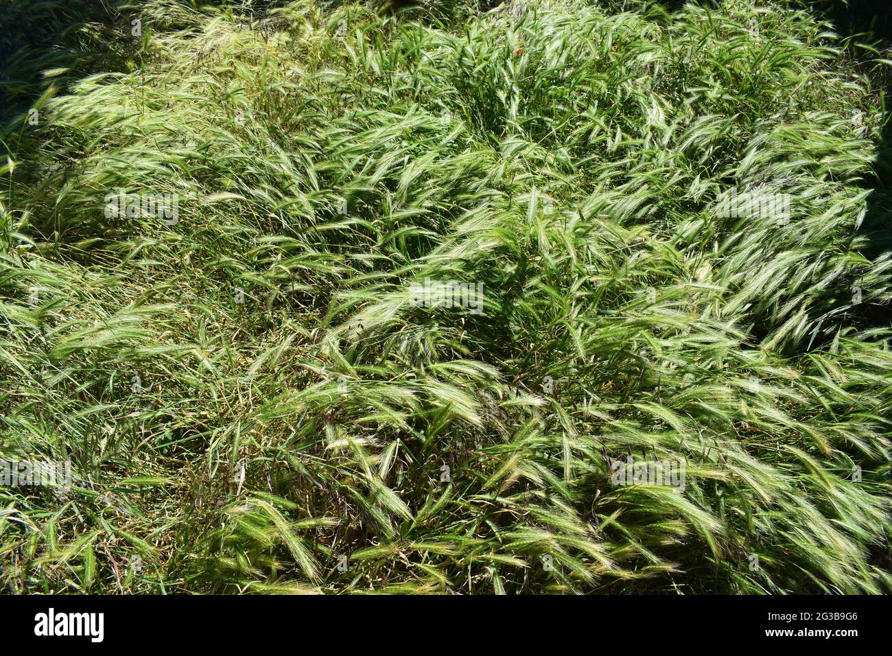 green wheat grass as ecoration plant Stock Photo