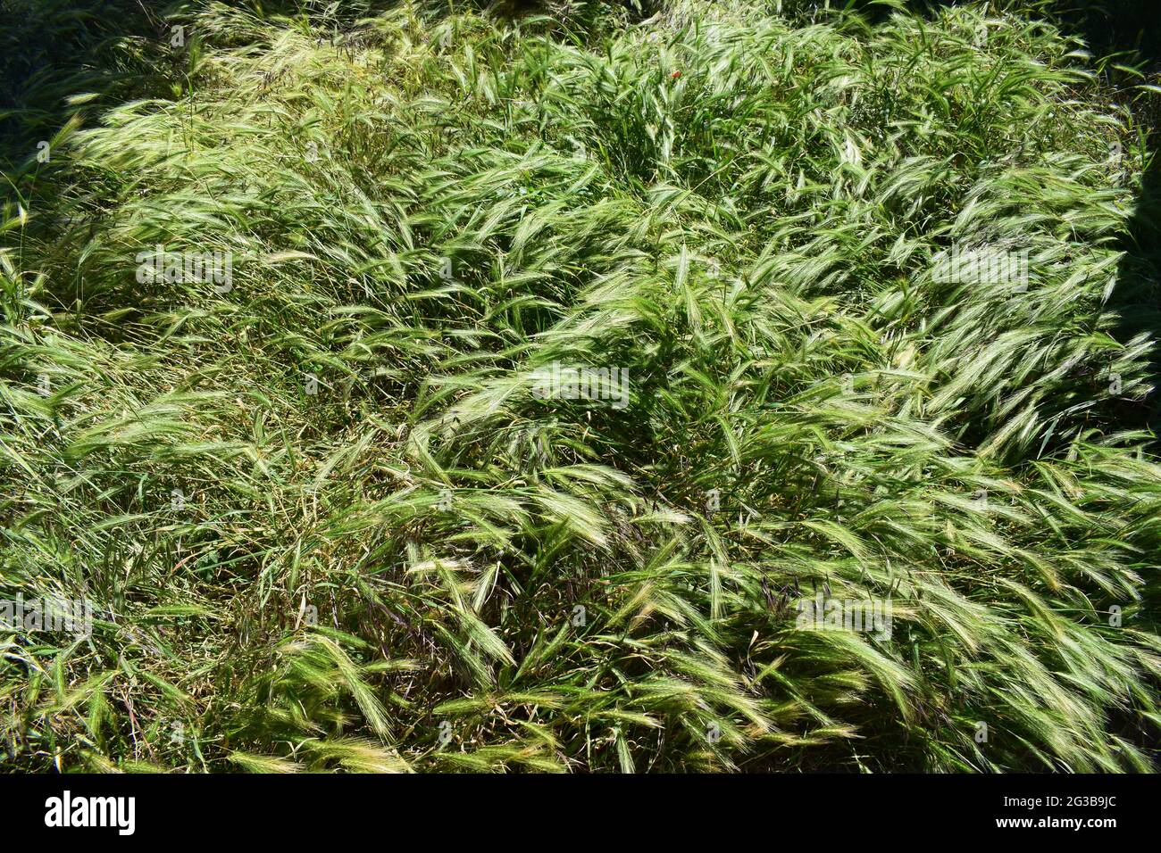 green wheat grass as ecoration plant Stock Photo