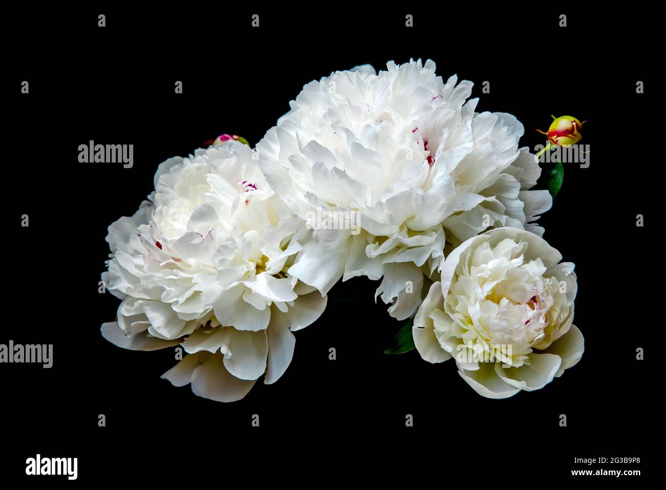 Vintage Bouquet Creative Art of Peony plant. Blossom bulbs of natural  Flower Peonia. Garden flowers in full bloom isolated on black. Floral card  Stock Photo - Alamy