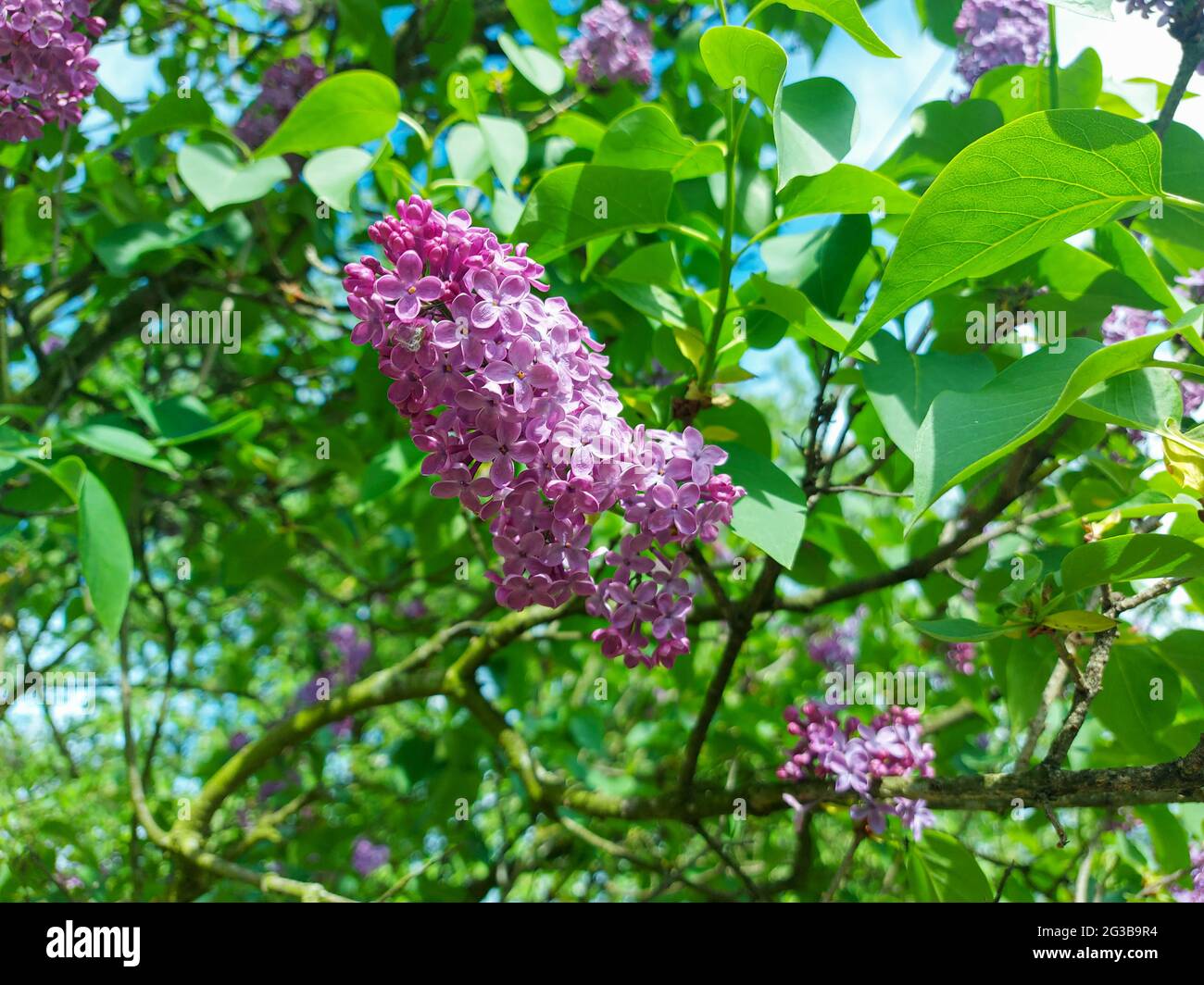 Pink lilac tree hi-res stock photography and images - Alamy