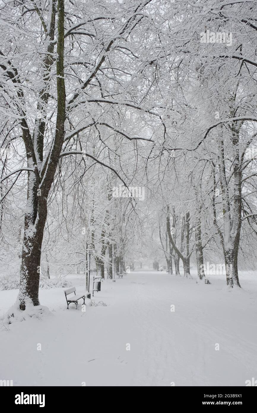 Snowfall tree hi-res stock photography and images - Alamy