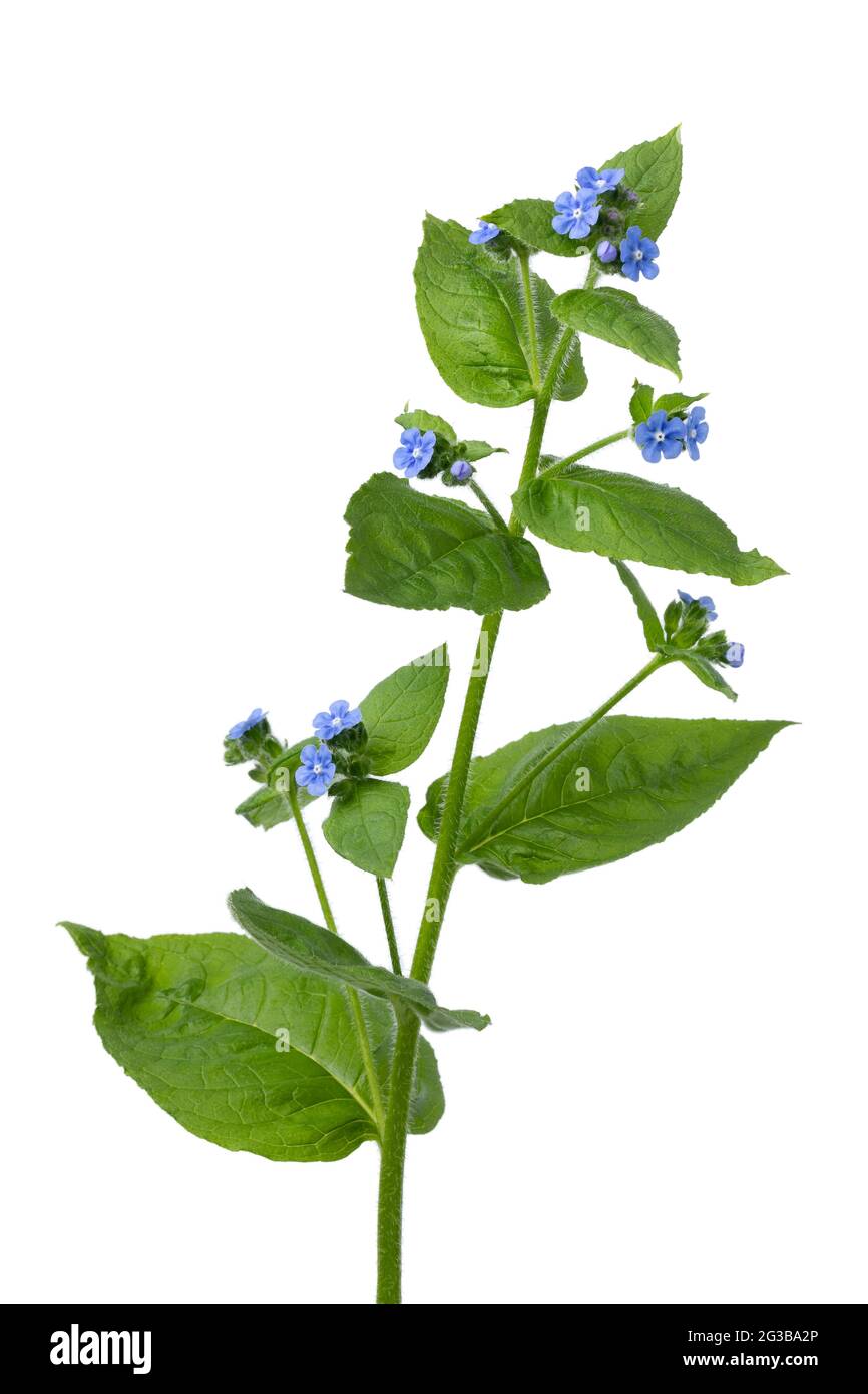 Whole fresh twig of  Anchusa plant with blue flowers on white background Stock Photo
