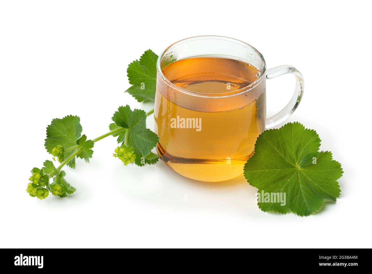 Fresh twig of Lady's mantle and a glass of tea close up isolated on white background Stock Photo
