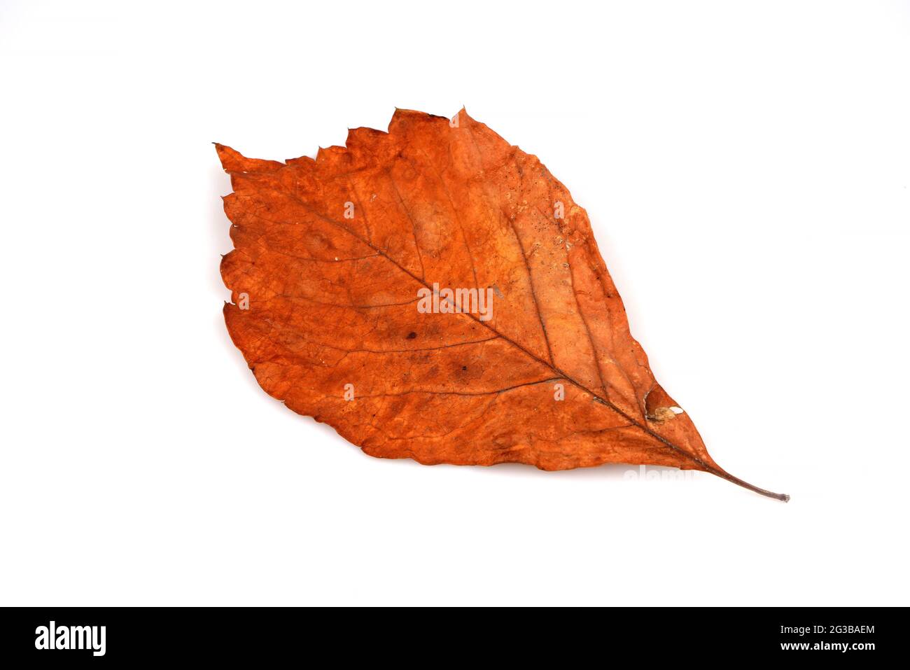 Natural fallen dry leaf isolated on white background Stock Photo