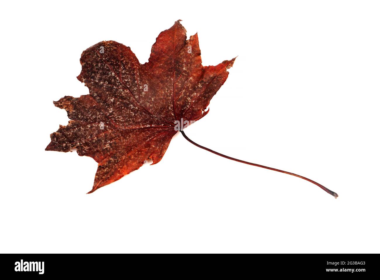 Dry leaf closeup on the white background Stock Photo