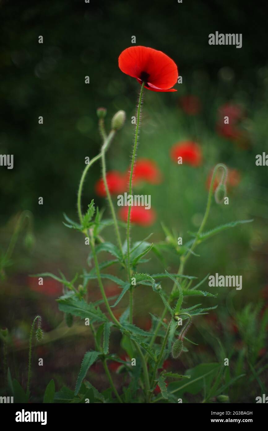 Amazing red poppy flower grow in green field Stock Photo - Alamy