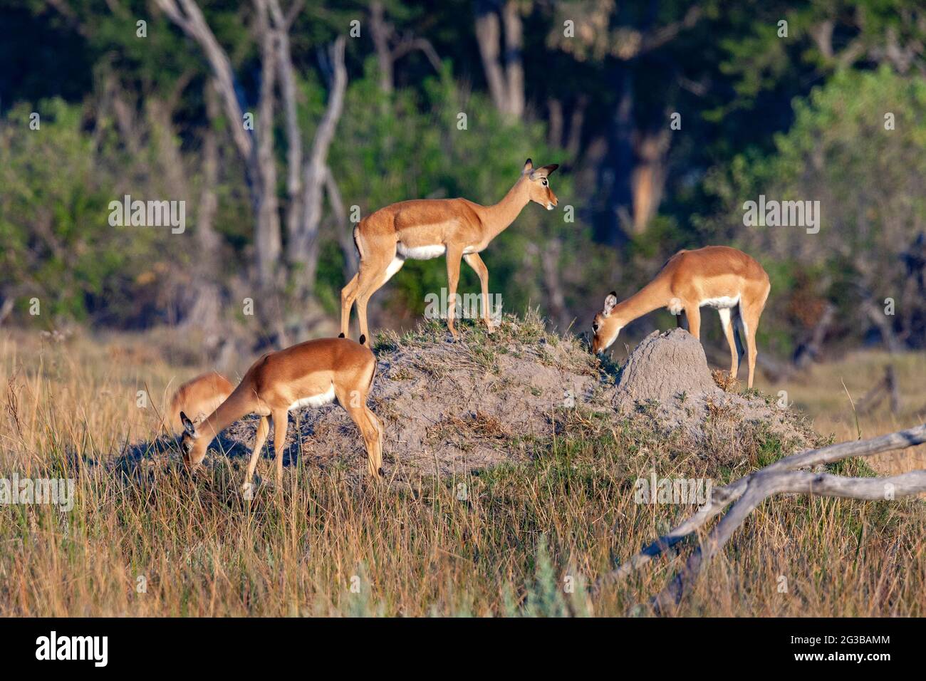 Group of female Red Lechwe (Kobus leche) grazing around a termite mound ...