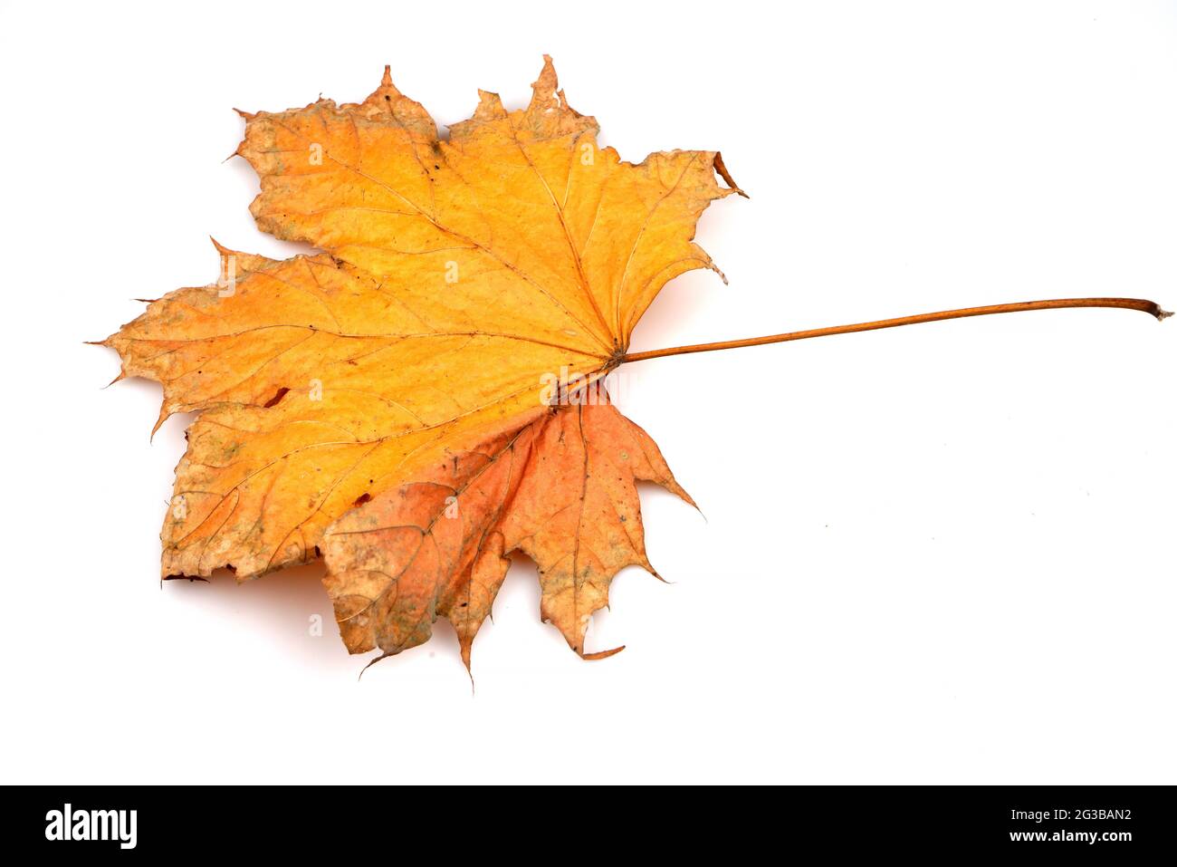 Colorful autumn maple leaf isolated on white background Stock Photo