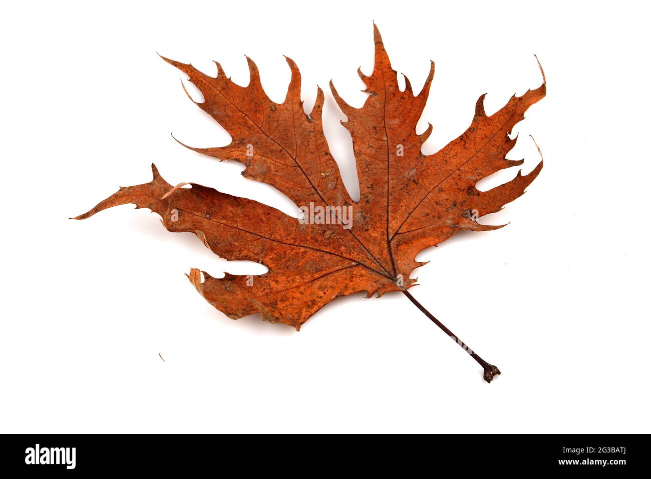Dry oak leaves isolated on white background Stock Photo - Alamy