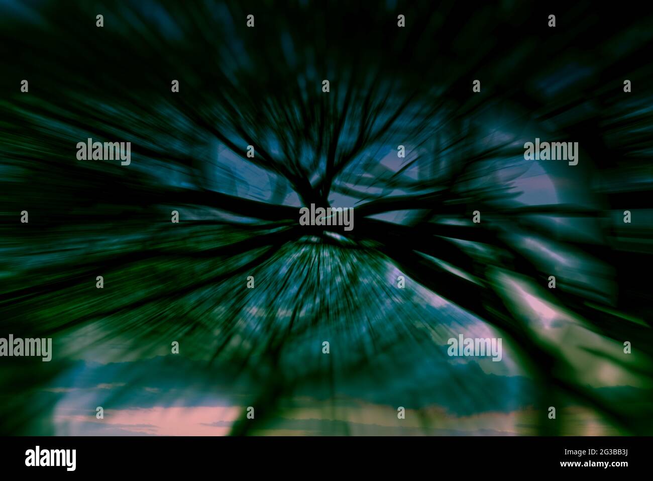 Stone Pine trees manipulated with various effect. Stock Photo