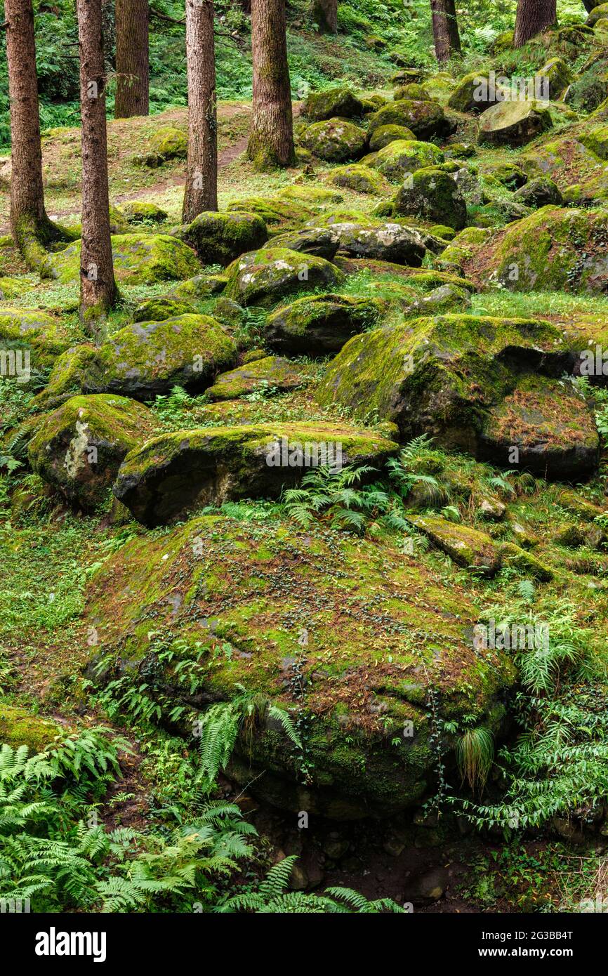 Pine forest in Himalayas Stock Photo - Alamy