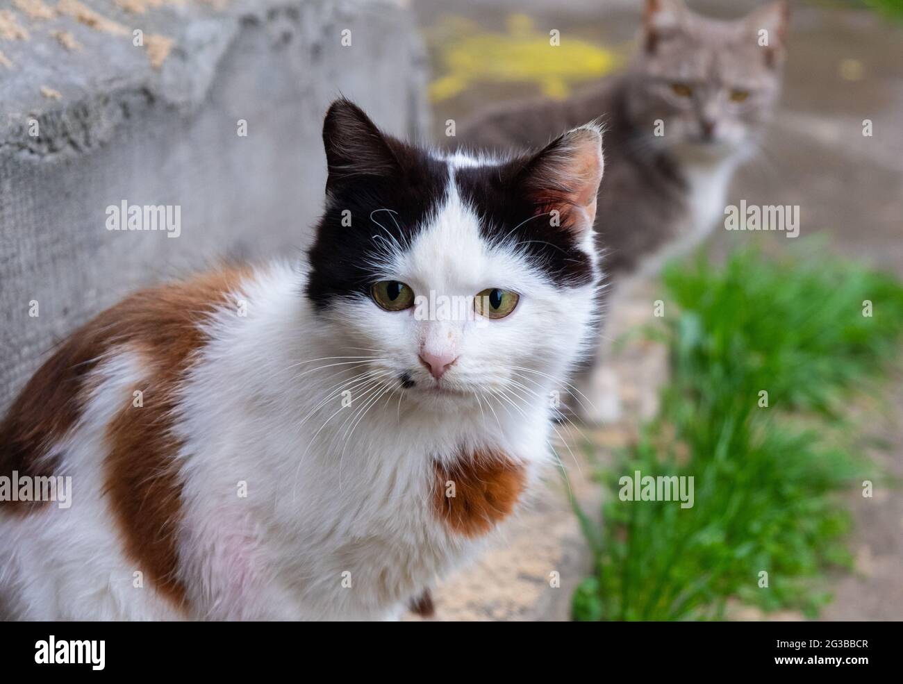 homeless street cats, animal protection concept. Stock Photo