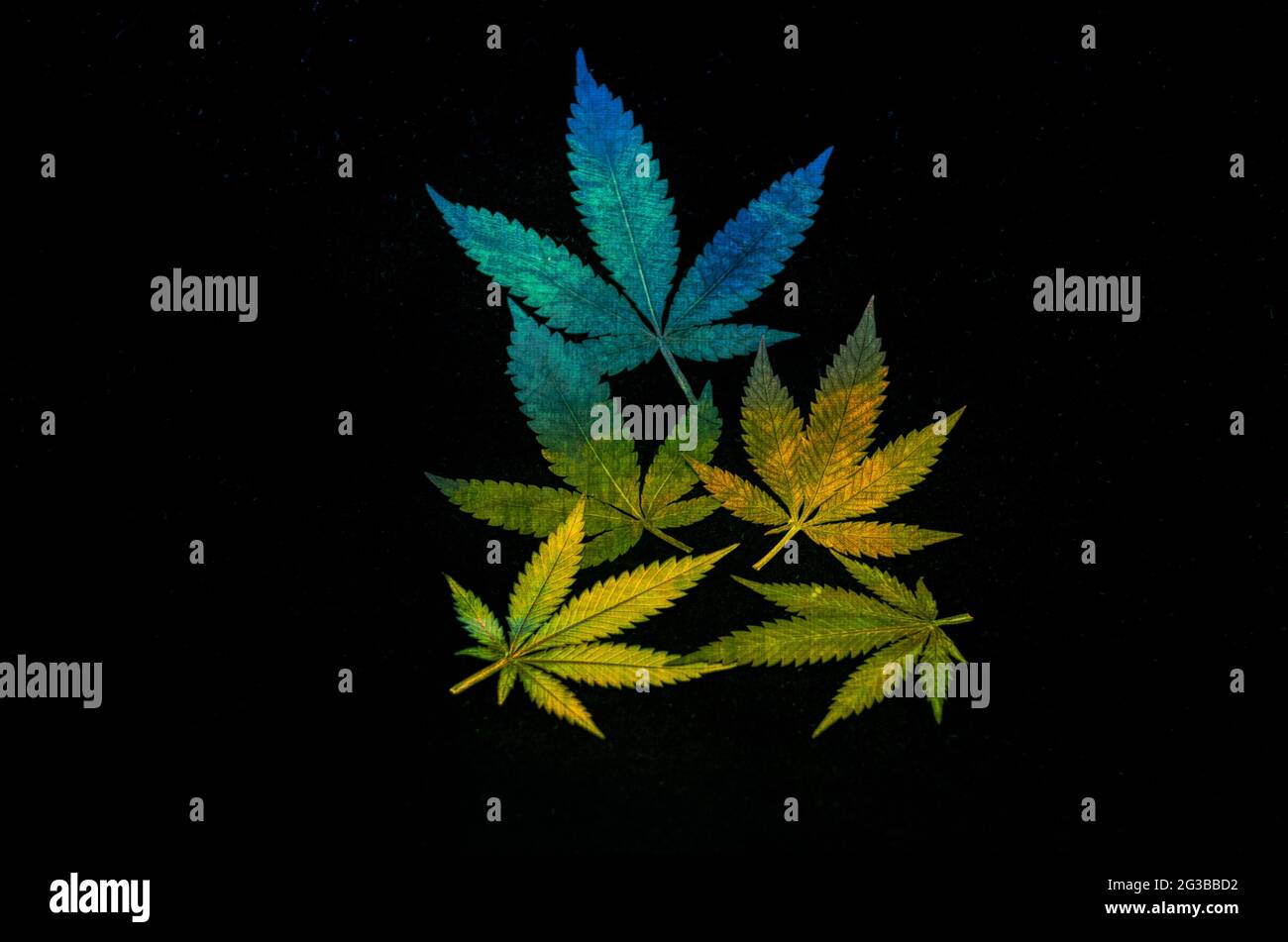 Real marijuana leaves colorized Stock Photo