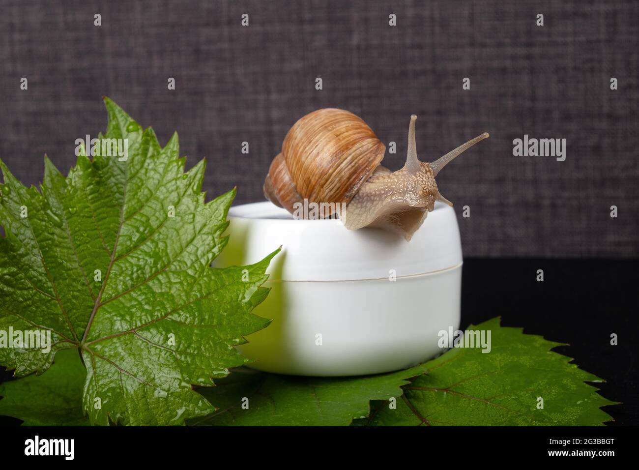 snail mucin cream ,organic cosmetics for skin care. Stock Photo