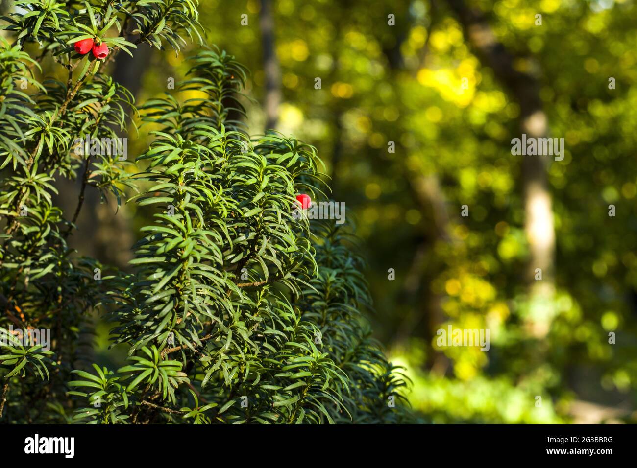 Yaw tree leaves at sunlight Stock Photo