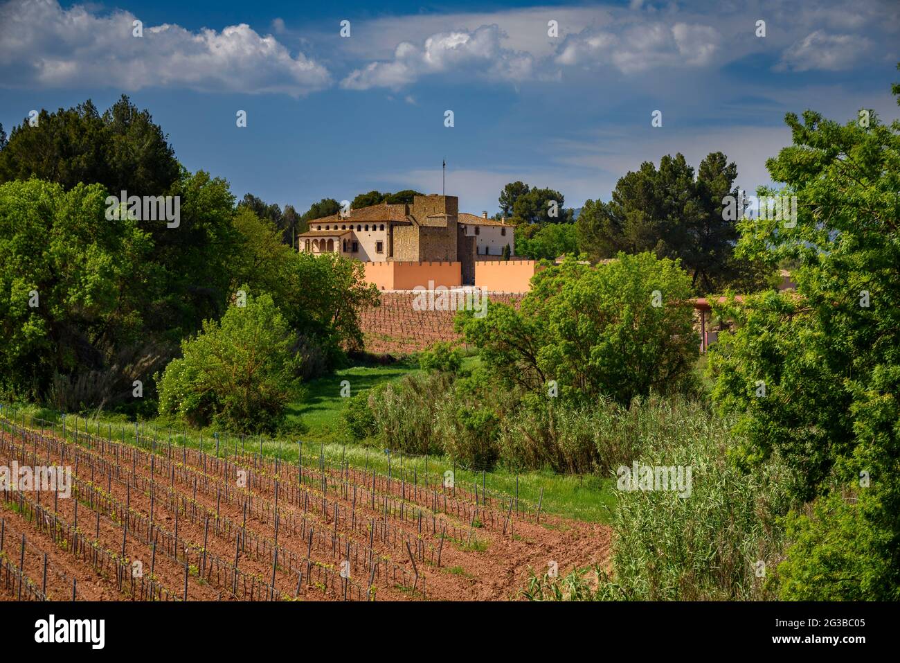 L'Oller del Mas vineyards, in the Pla de Bages Designation of Origin (Barcelona, Catalonia, Spain) ESP: Viñedos de L'Oller del Mas, DO Pla de Bages Stock Photo
