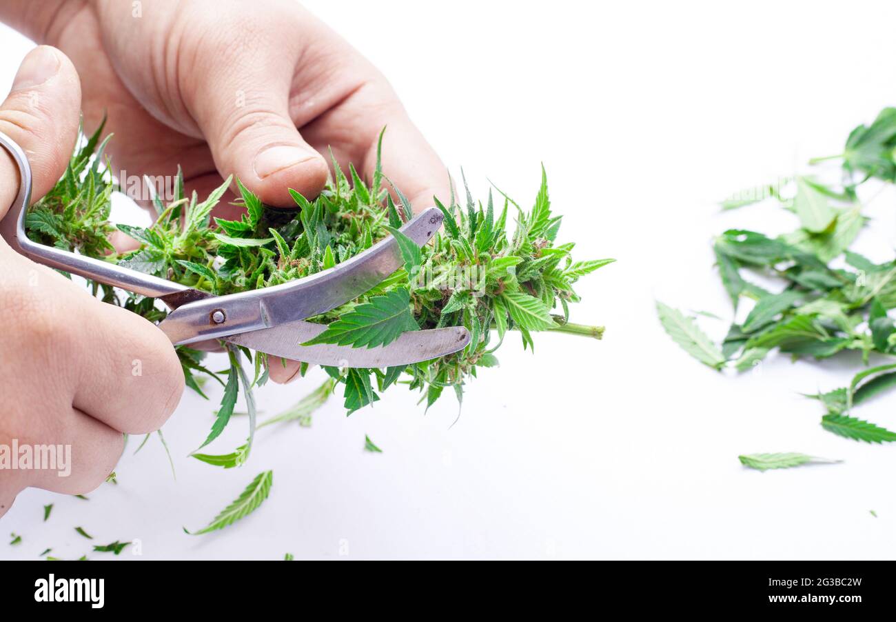 trimming green cannabis buds with scissor on white background Stock