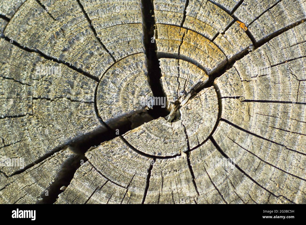 Dry and crack crossword psadocast