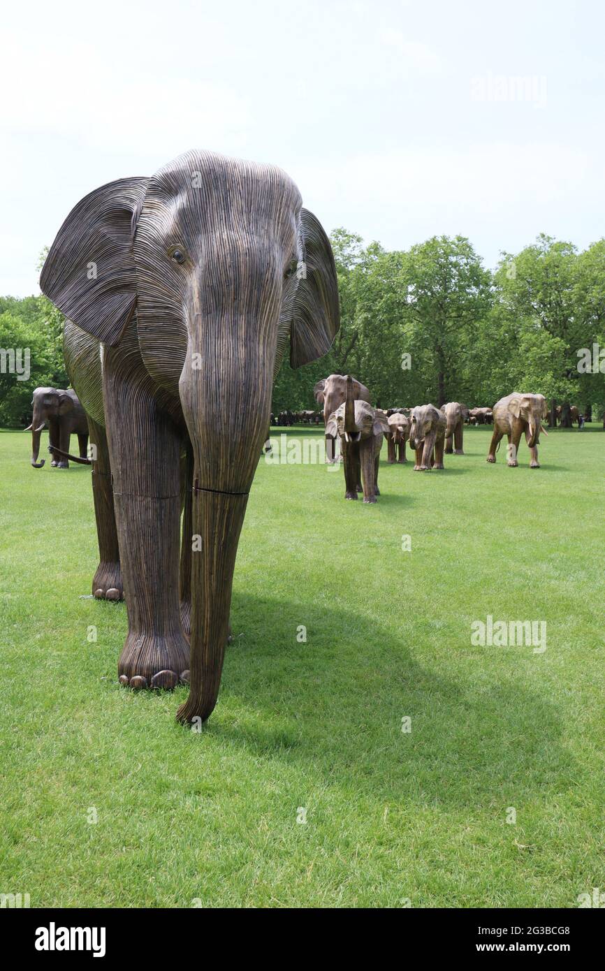 Non Exclusive: A magnificent herd of handcrafted life-size elephants roaming in the Royal Parks, made using Lantana camara, a natural plant material, Stock Photo