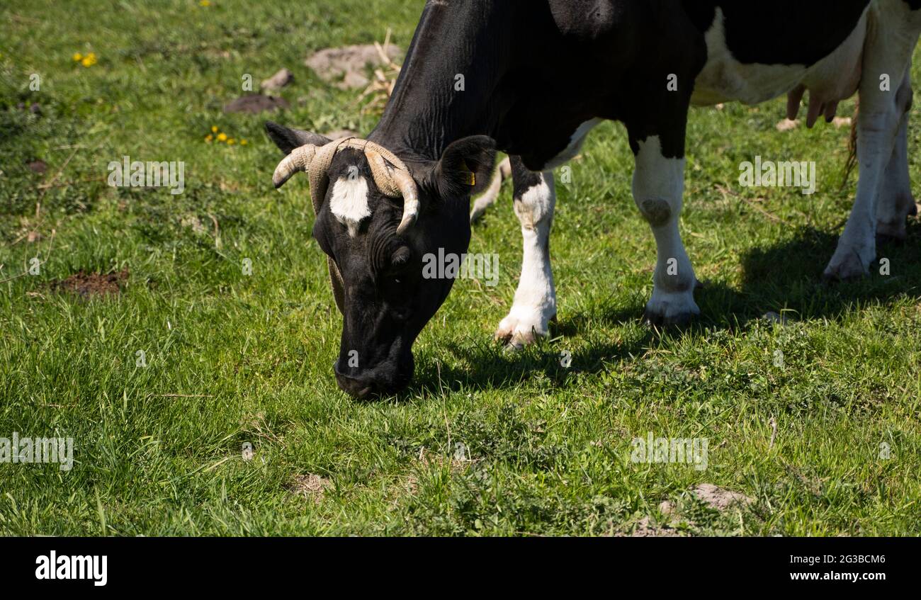 Black and white cow on a summer pasture eats a grass Stock Photo - Alamy