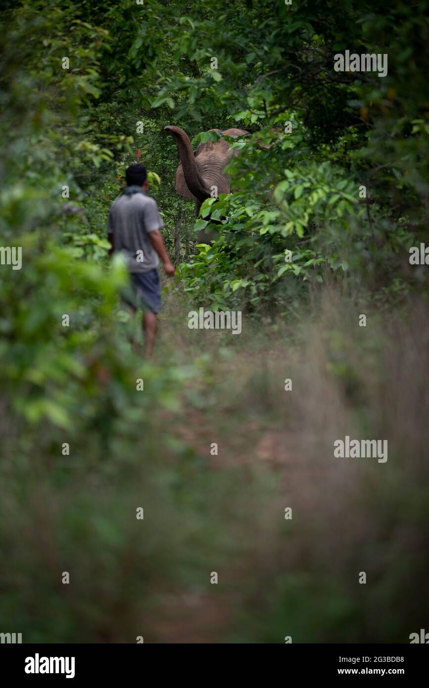 Wild daylight and jungle hi-res stock photography and images - Alamy