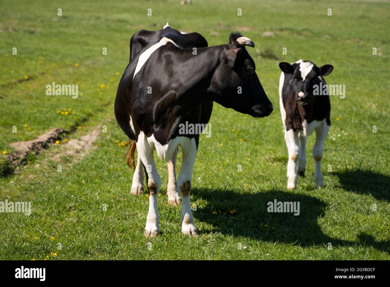 Black and white cow and calf on a summer pasture eats a grass Stock ...