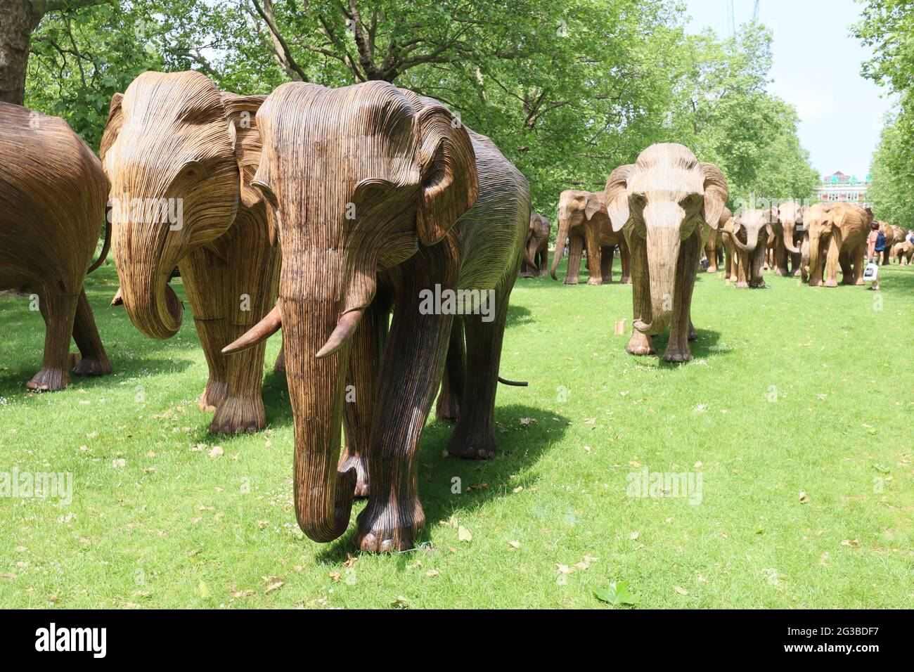 Non Exclusive: A magnificent herd of handcrafted life-size elephants roaming in the Royal Parks, made using Lantana camara, a natural plant material, Stock Photo