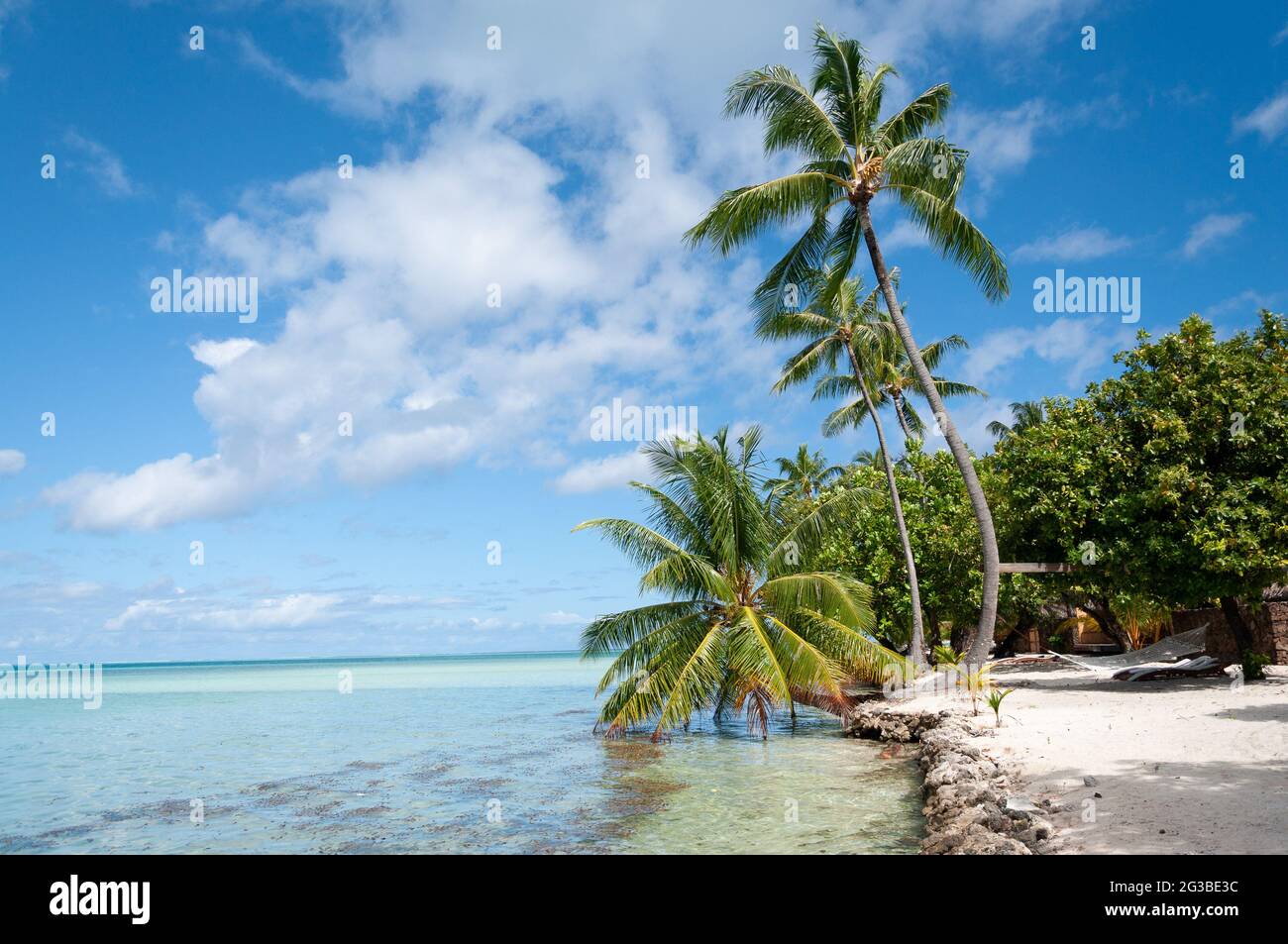 Polynesian Palm Tree Stock Photo