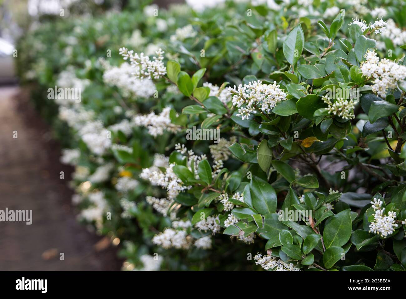 a jasmine bush growing over a fence in bloom Stock Photo Alamy