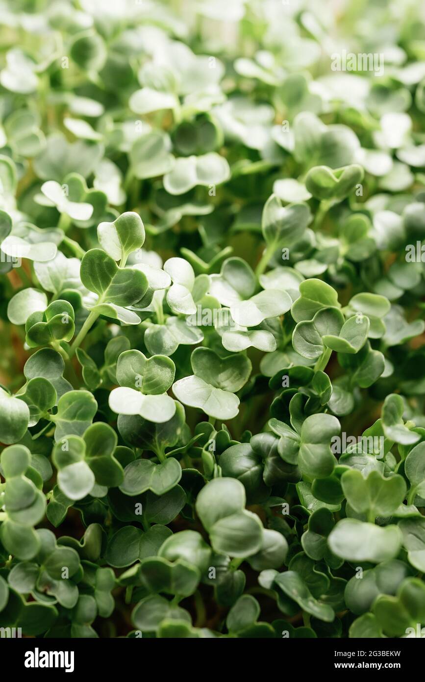 microgreen Foliage Background. Closeup of radish 6 days microgreens