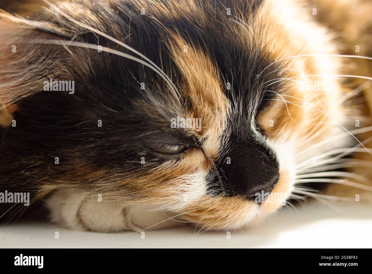 Portrait of ginger cat in sunlight close up Stock Photo - Alamy