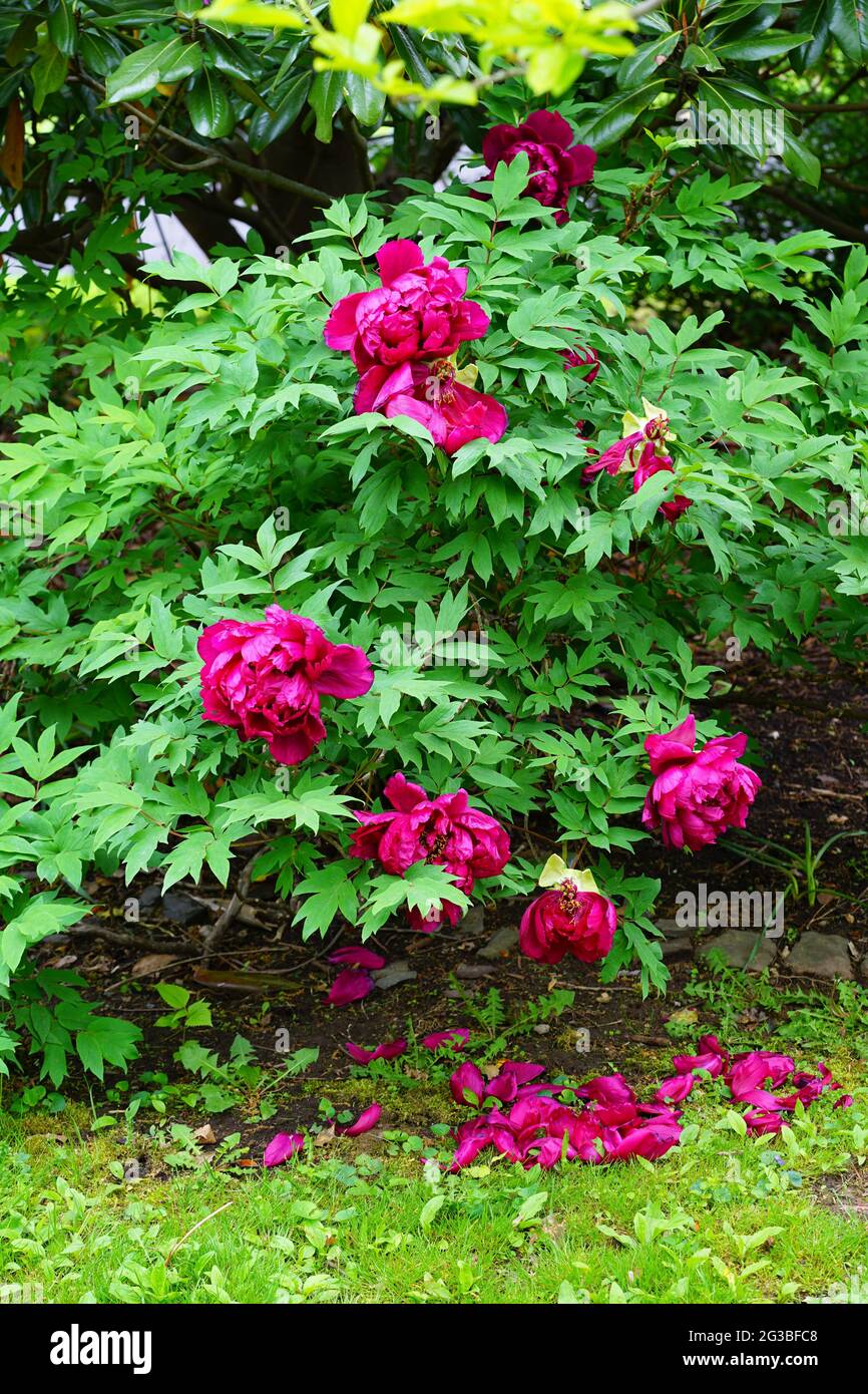 Pink tree peony flower Stock Photo - Alamy