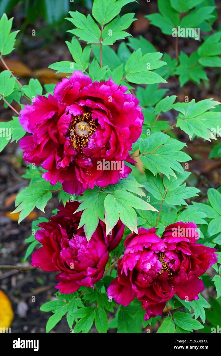 Pink tree peony flower Stock Photo - Alamy