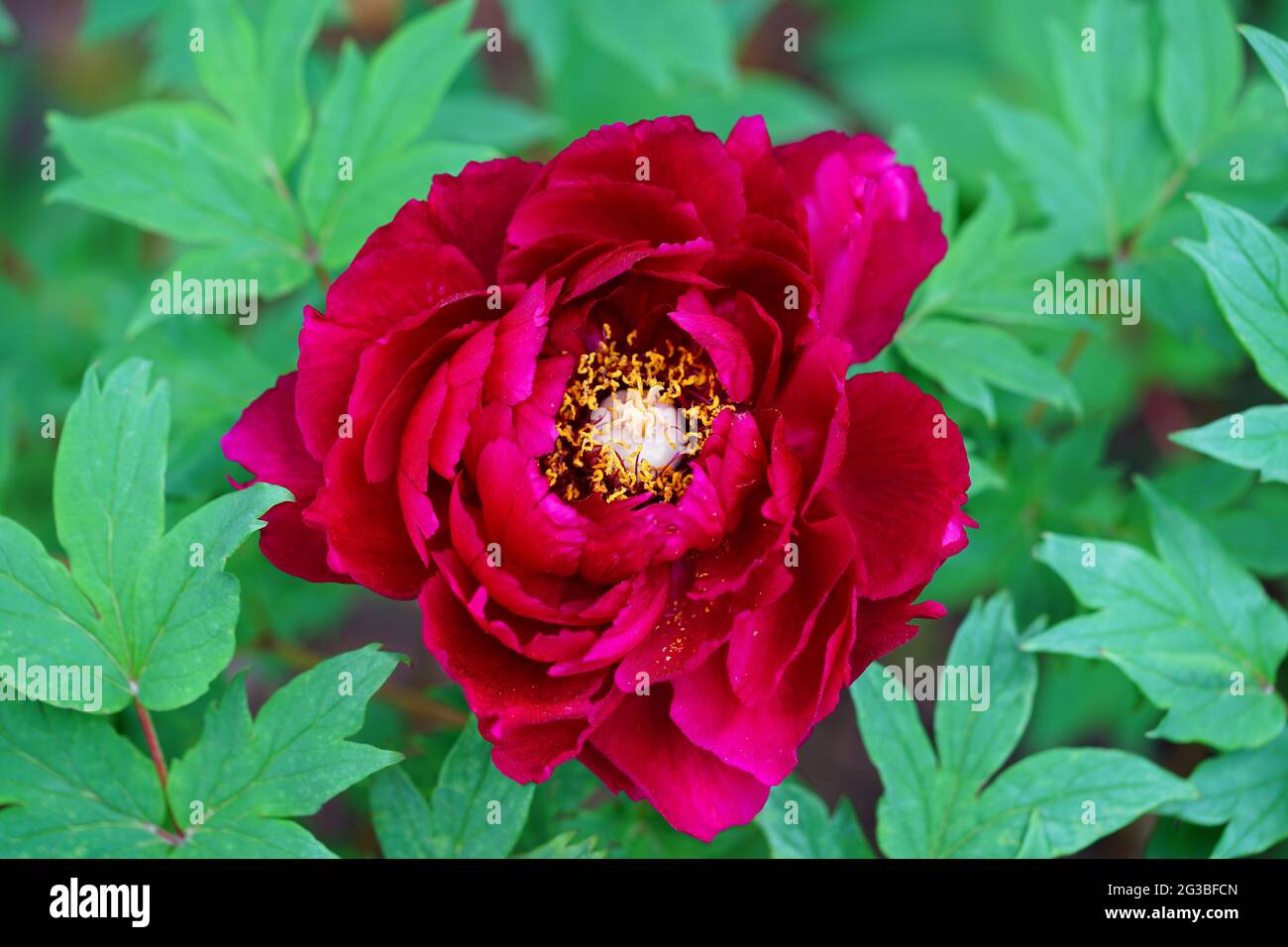 Pink tree peony flower Stock Photo - Alamy