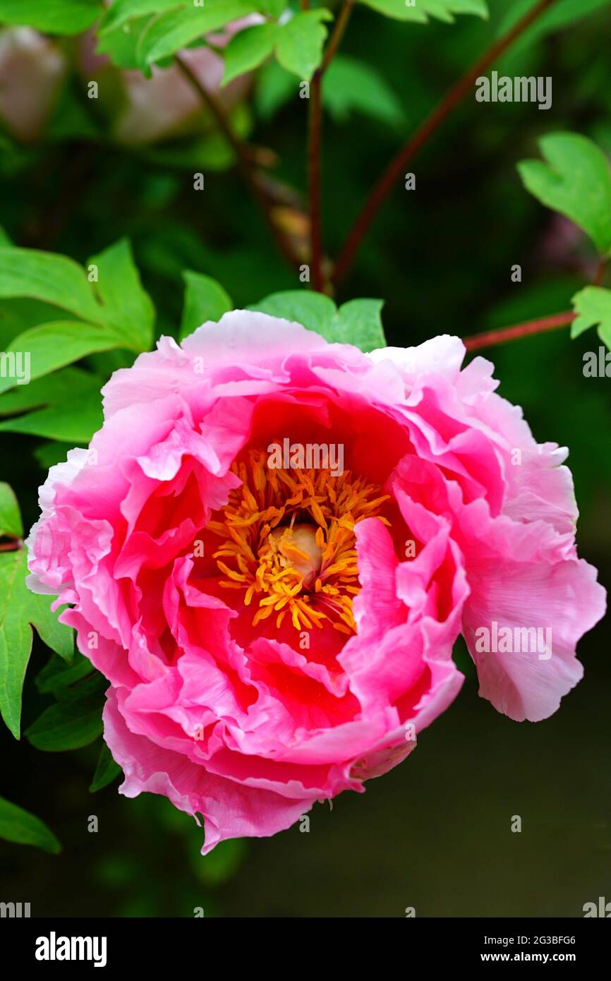Pink tree peony flower Stock Photo - Alamy