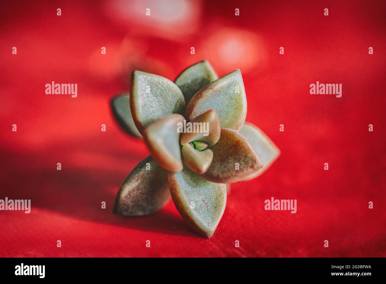 Rosette Plants High Resolution Stock Photography And Images Alamy
