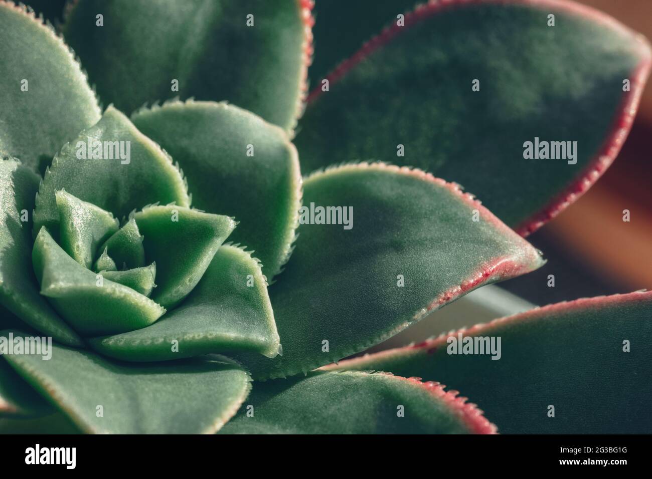 Succulent plant Aeonium Kiwi green leaf rosette with red tips macro shot Stock Photo