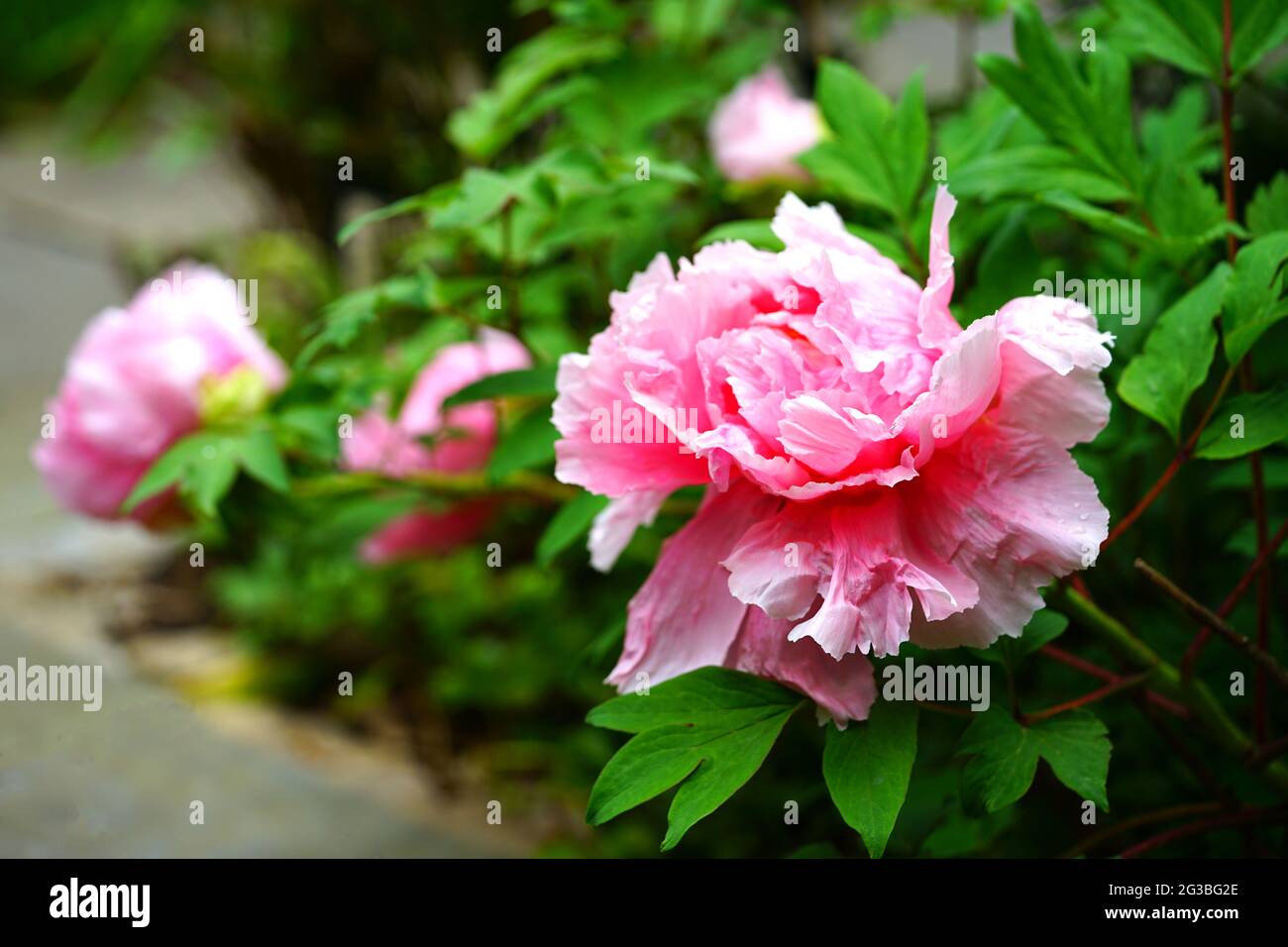 Pink tree peony flower Stock Photo - Alamy