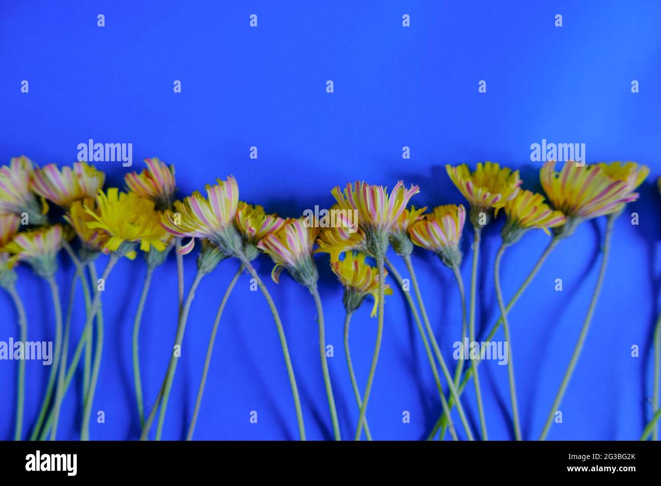 Winter view on sunny day from the wooden window with blue curtains. Home interior. Window design Stock Photo
