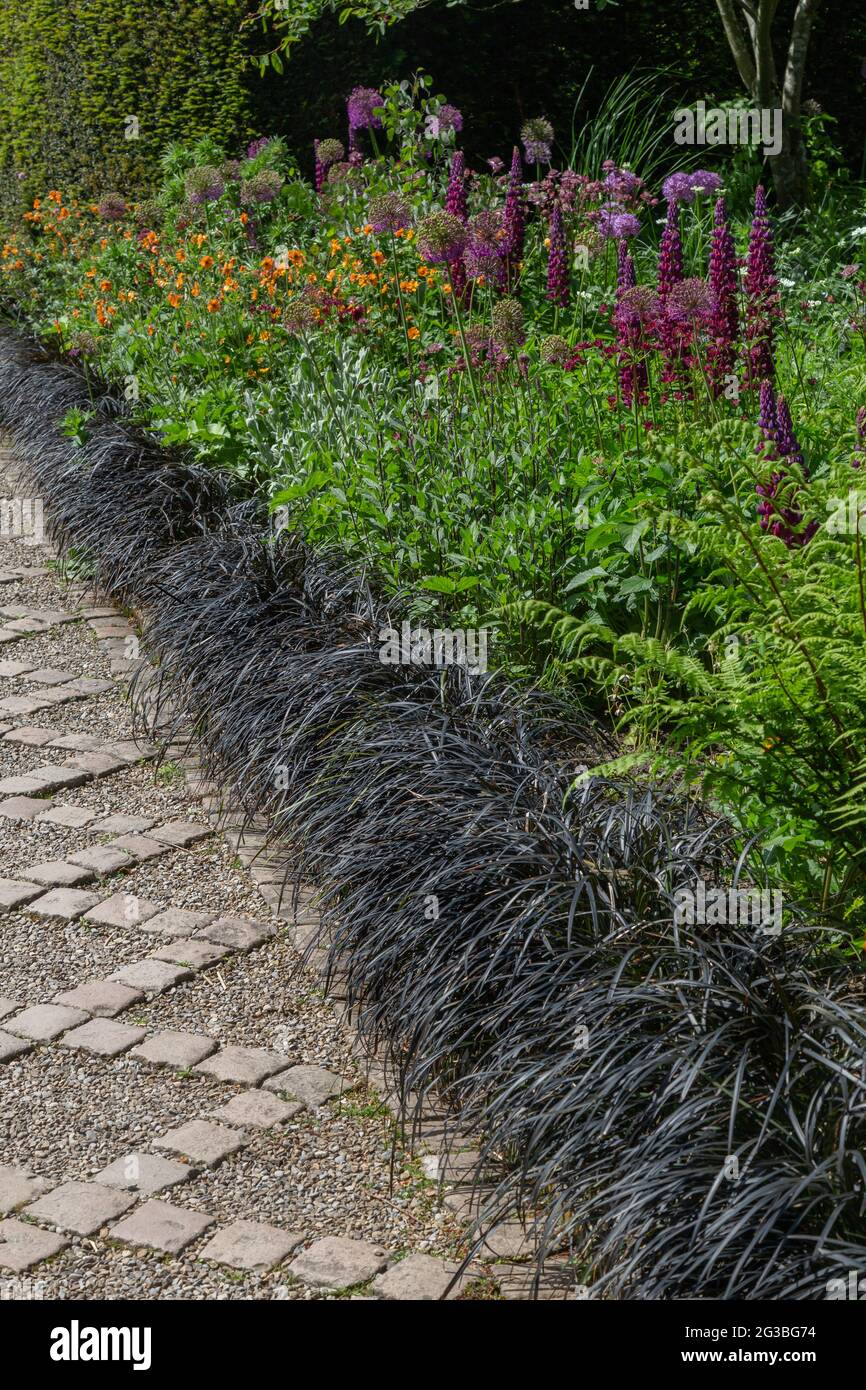 A perennial border full of purple flowering lupins and alliums, and orange geums at York Gate Garden, Leeds alongside a path lined with black mondo. Stock Photo