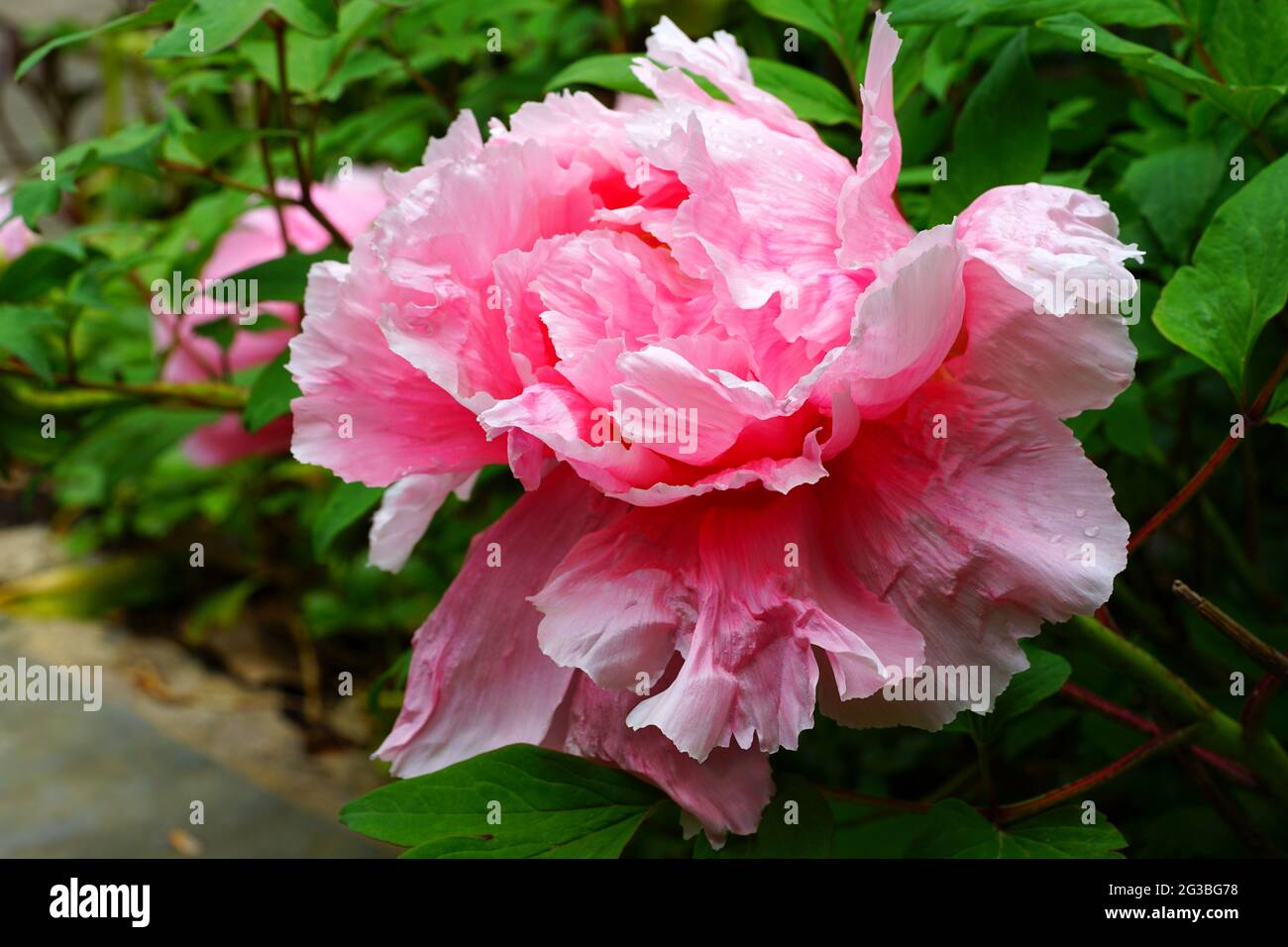 Pink tree peony flower Stock Photo - Alamy