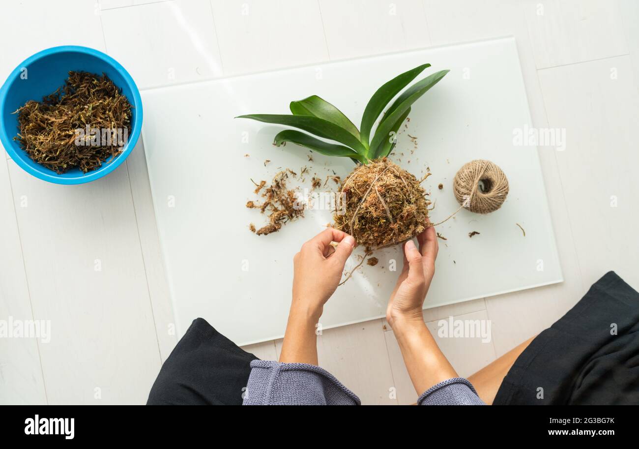 Kokedama DIY home craft woman making orchid air plant hanging japanese