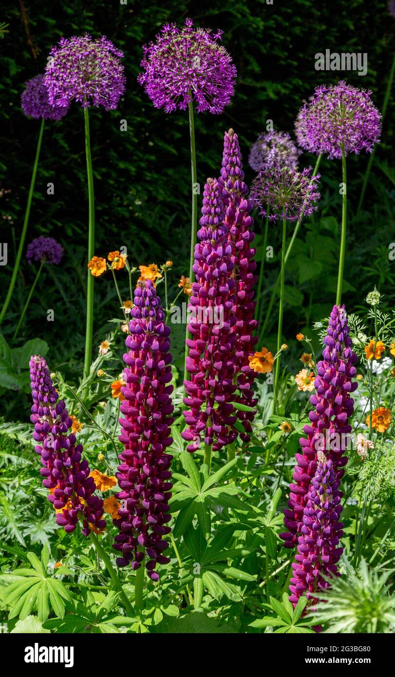 Purple Lupinus 'Masterpiece', alliums and geums in York Gate Garden, Leeds, England. Stock Photo