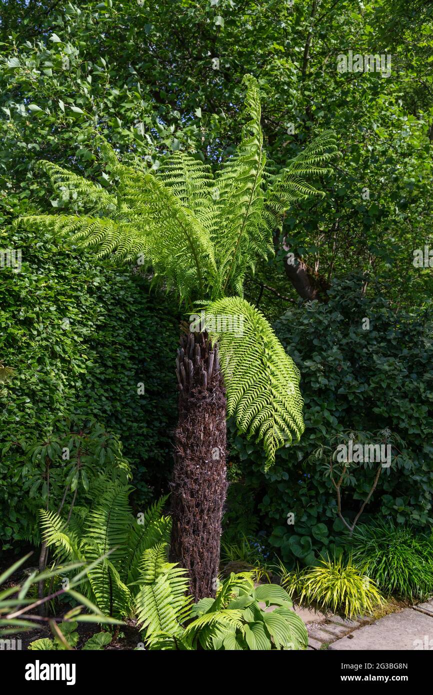 A tree fern - a core tree fern belonging to the family Cyatheaceae. (Dicksonia antarctica). Grown in the UK. Stock Photo