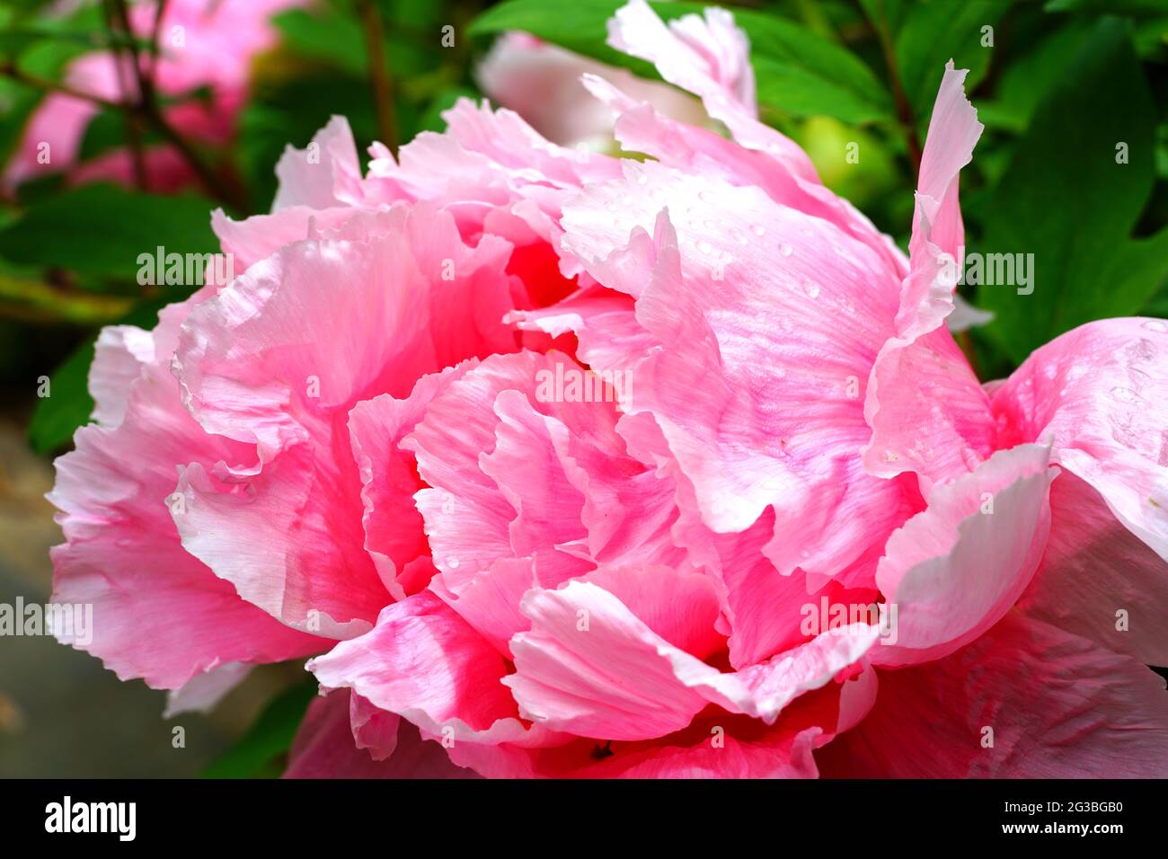 Pink tree peony flower Stock Photo - Alamy