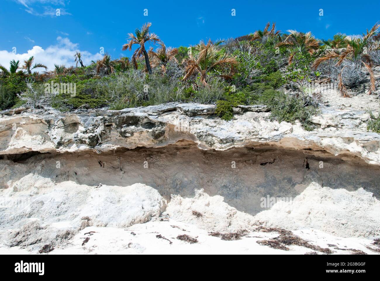 The eroded rocky landscape with brown color palm trees damaged by salty hurricane winds on Half Moon Cay uninhabited island (Bahamas). Stock Photo